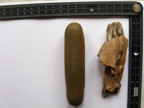 Точильный камень и фрагмент челюсти с зубками
