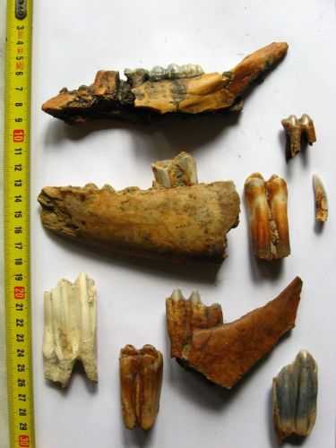 Зубки с фрагментами челюстей животных